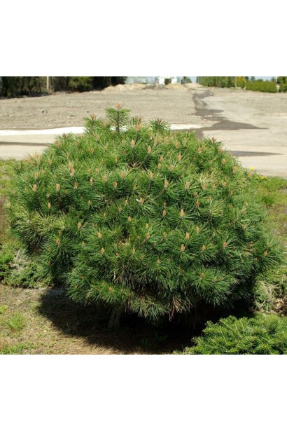 Сосна чорна Глобоза з кулястою формою крони